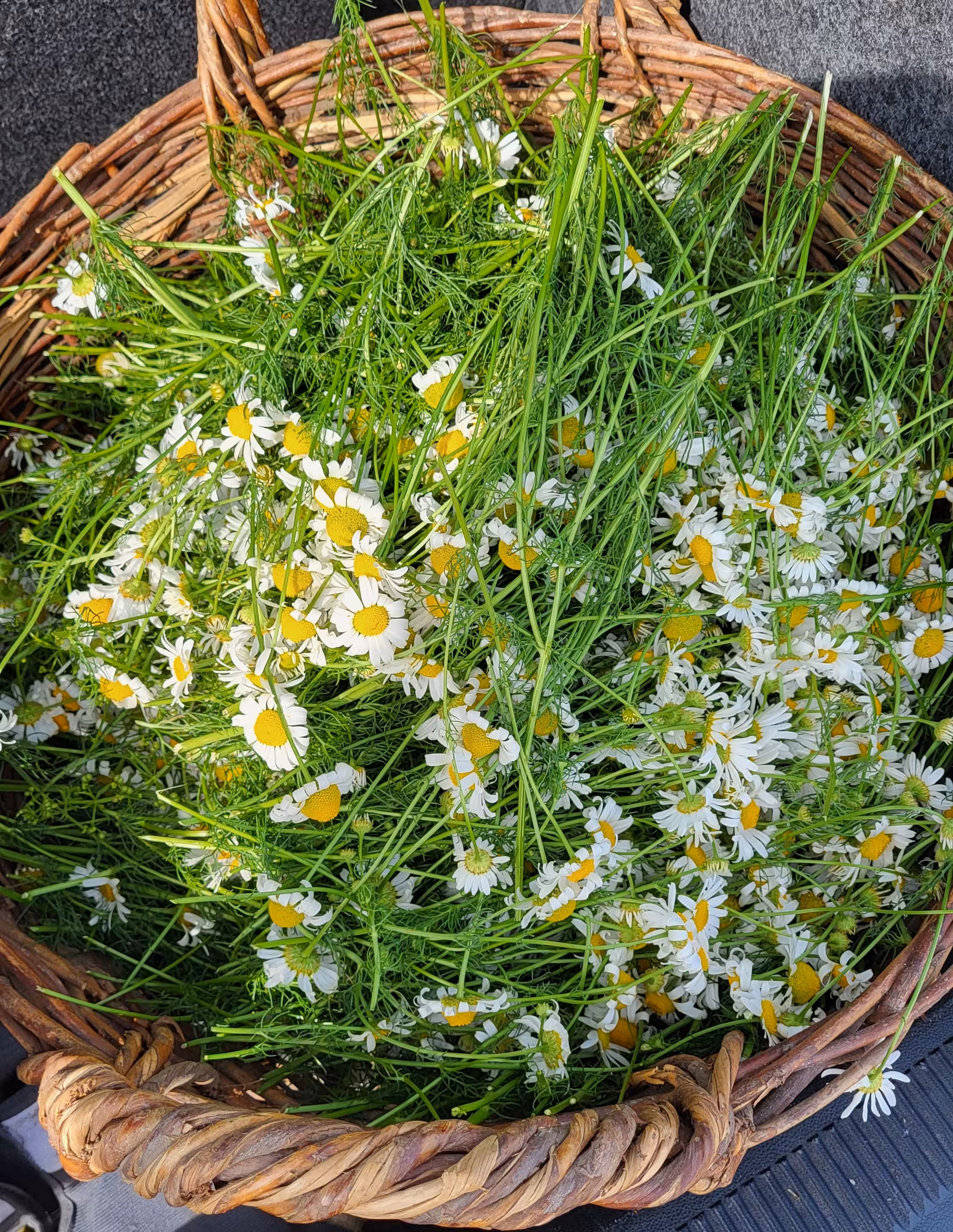 Wiesenblumen in einem Weiden-Korb, geschnitten für die Fronleichnam Feierlichkeiten